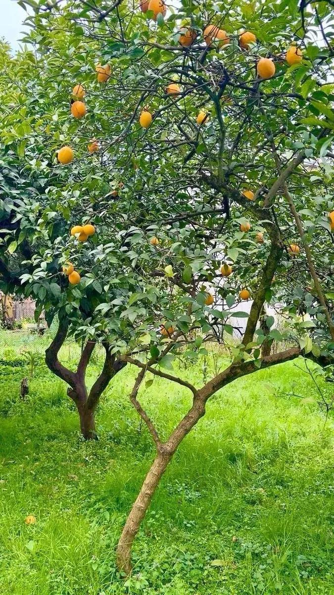 БЕЛЬЭТАЖНЫЙ ДОМ (с цитрусовым садом) — фото 4