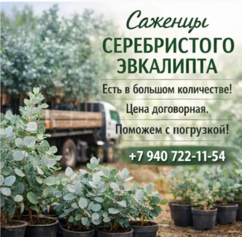Саженцы серебристого эвкалипта — фото 4